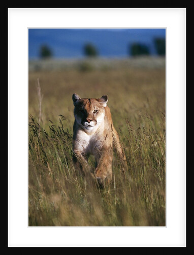 Mountain Lion Running in Field by Anonymous