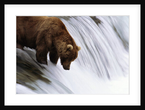 Brown Bear Fishing at Brooks Falls by Anonymous