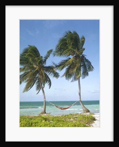 Hammock Attached to Palm Trees at Ocean by Anonymous