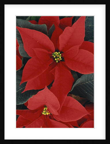 Poinsettia by Anonymous