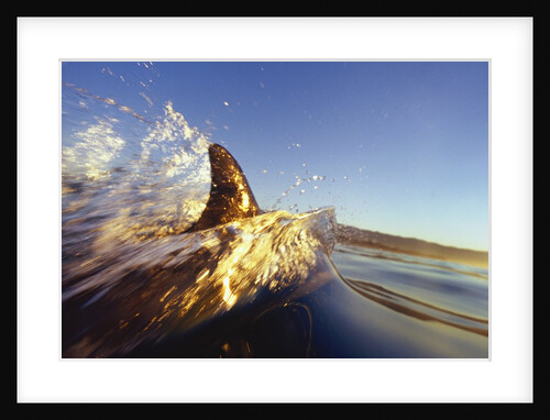 Dolphin Swimming in Ocean by Anonymous