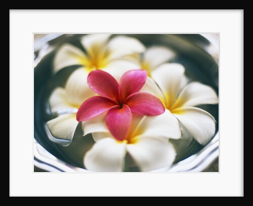 Frangipani Flowers in Bowl of Water by Anonymous