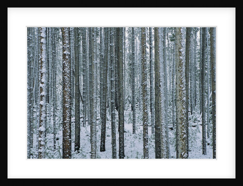 Lodgepole Pine Trees Frosted with Snow by Anonymous