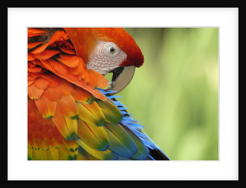 Colorful Scarlet Macaw by Anonymous