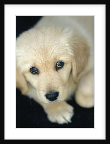 Golden Retriever Puppy by Anonymous