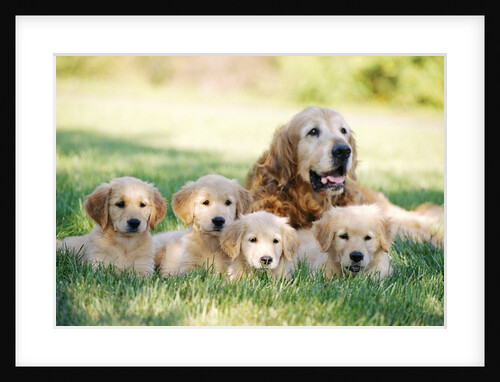 Mother Dog and Puppies by Anonymous