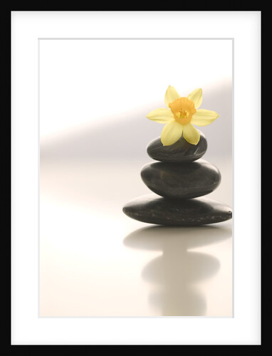 Flower Balancing on Rocks by Anonymous