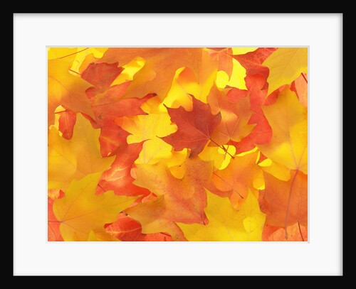 Fall Colored Maple Leaves by Anonymous