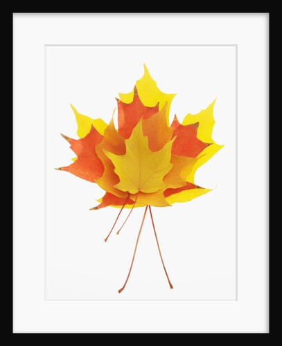 Fall Colored Maple Leaves by Anonymous