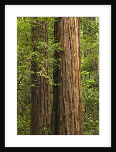 Redwood Trunks by Anonymous