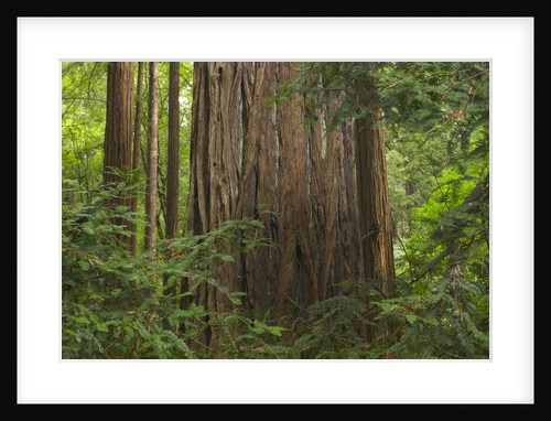 Redwood Trunk by Anonymous