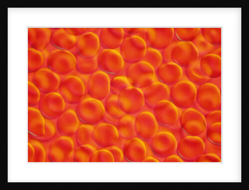 Red Blood Cells by Anonymous