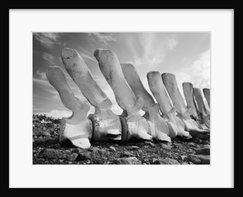 Whale Bones in Antarctica by Anonymous