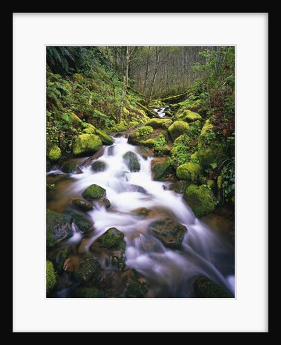 Brook Running Over Mossy Rocks by Anonymous