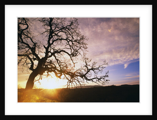 Oak Tree at Sunrise by Anonymous