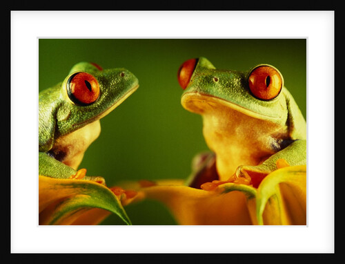 Red-Eyed Tree Frogs by Anonymous