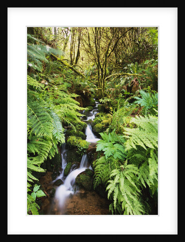 Plants and Trees by Creek by Anonymous