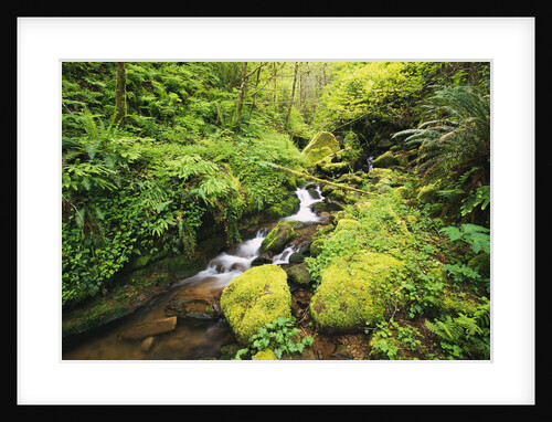 Creek Running Through Forest by Anonymous