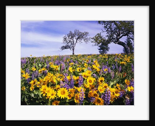 Oak Trees in Lupine and Sunflower Meadow by Anonymous