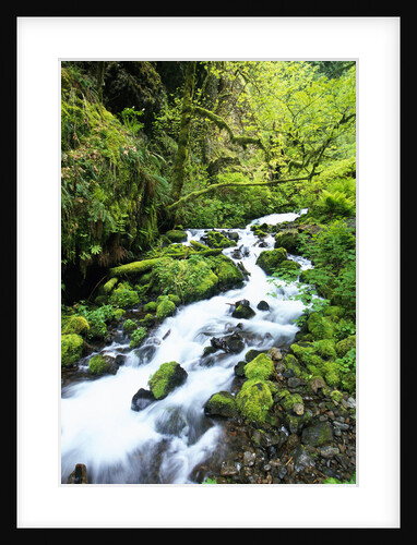 Wahkeena Creek in Columbia River Gorge by Anonymous