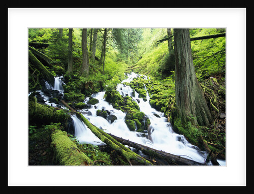 Wahkeena Creek and Surrounding Trees by Anonymous