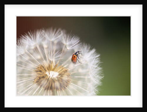 Ladybug on Dandelion by Anonymous