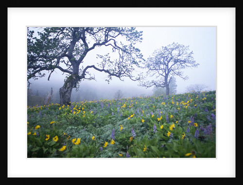 Oak Trees and Flowers in Meadow by Anonymous