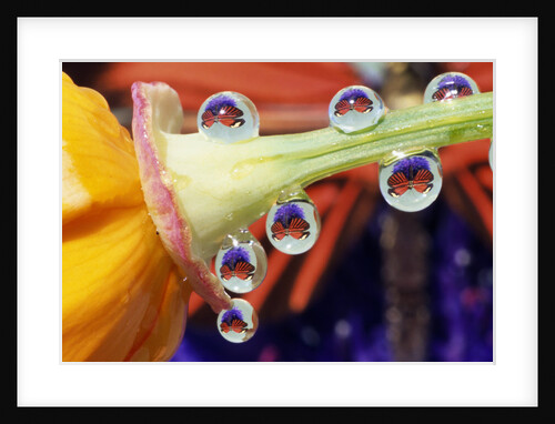 Butterfly Reflected in Water Drops on Flower by Anonymous