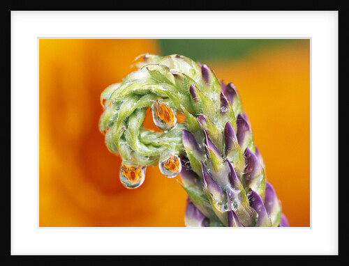 Poppy Reflected in Lupine by Anonymous