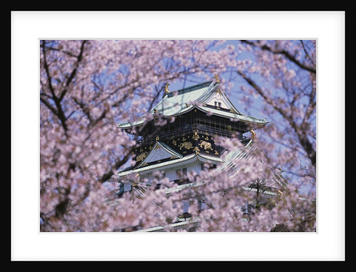 Cherry Blossoms in Front of Osaka Castle by Anonymous
