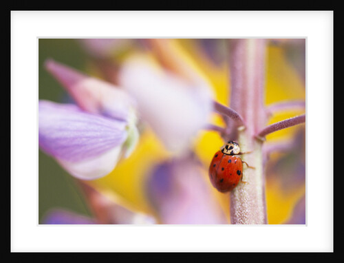 Ladybug Crawling by Anonymous