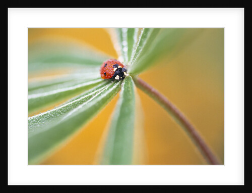 Ladybug Crawling by Anonymous
