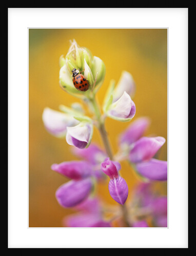 Ladybug Crawling by Anonymous