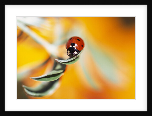 Ladybug Crawling by Anonymous