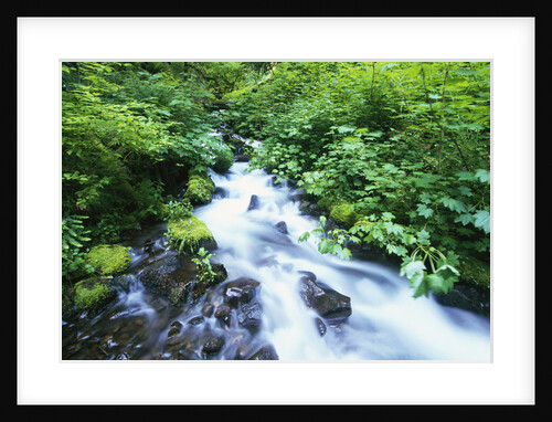 Wahkeena Creek by Anonymous
