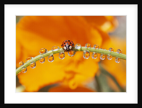 Ladybug Crawling by Anonymous