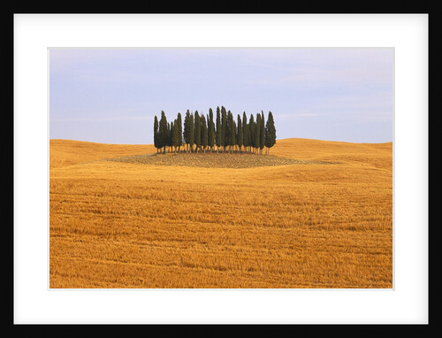 Cluster of Cypress Trees by Anonymous
