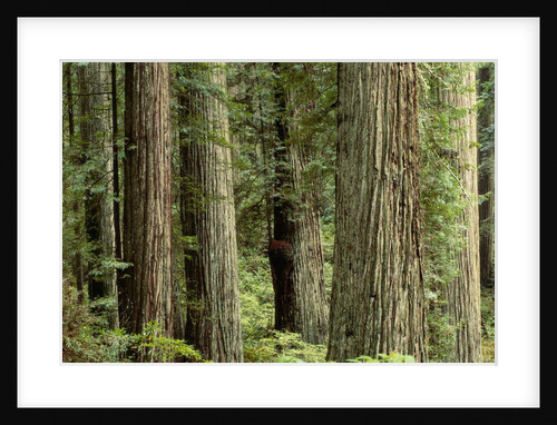 Redwood Forest in Redwood National Park by Anonymous