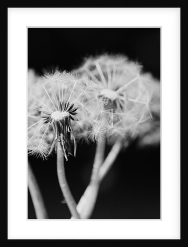 Dandelions by Anonymous