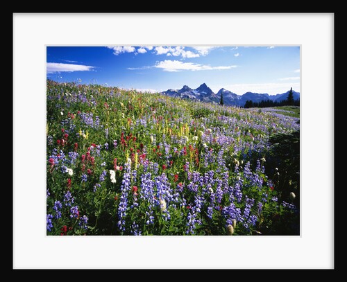 Blooming Wildflowers by Anonymous