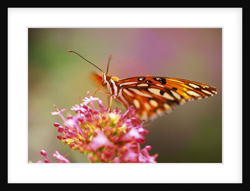 Butterfly Perching on Flower by Anonymous