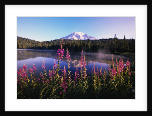 Mount Rainier Reflecting in Lake by Anonymous