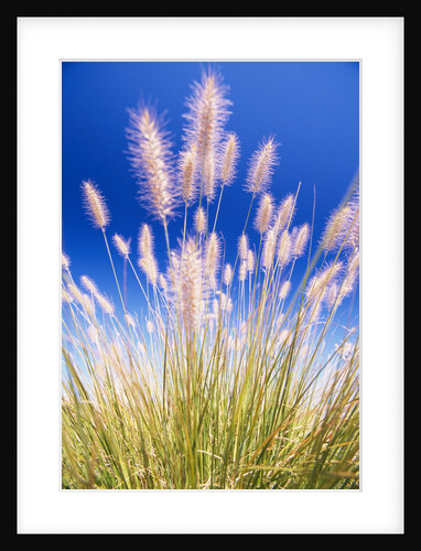 Growing Grass by Anonymous