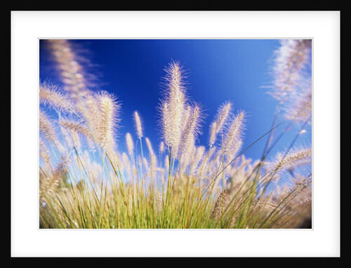 Grass by Anonymous