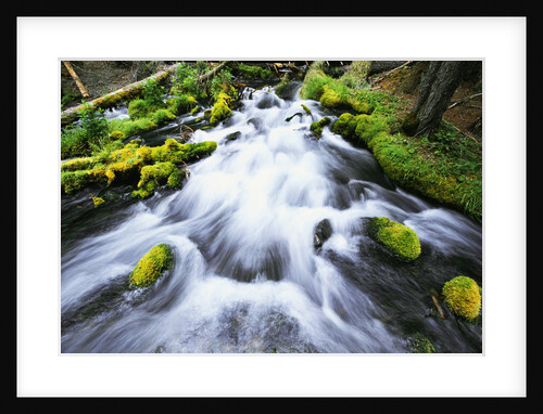 Rushing Stream by Anonymous