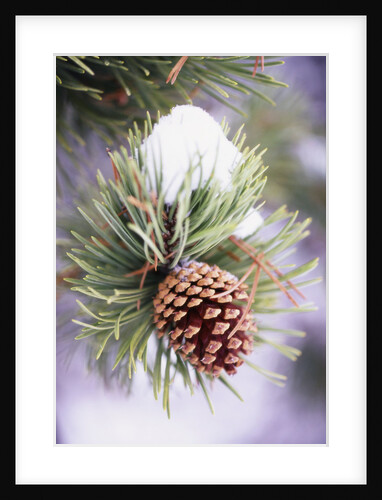 First Snow Clinging to Pine Cone by Anonymous