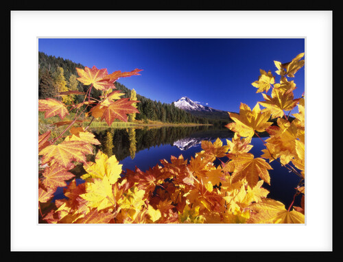 Fall Colors at Trillium Lake by Anonymous