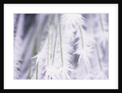 Frost Covering Bushes by Anonymous