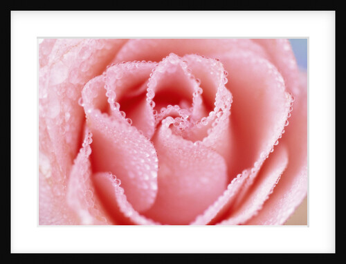 Wet Rose by Anonymous