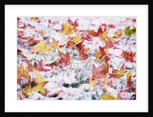 Autumn Snow by Anonymous
